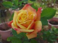 El Dorado rose photo