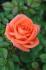 Joycie rose photo