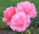 Charles Kuralt ™ rose photo