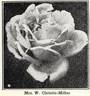 Mrs. Wakefield Christie-Miller rose photo