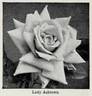 Lady Ashtown rose photo