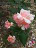 Brindabella Swirl rose photo