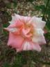 Brindabella Swirl rose photo