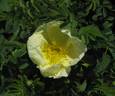 Rosa rugosa X Rosa xanthina rose photo