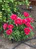 Cherry Festival peony photo