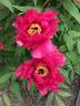 Cherry Festival peony photo