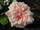 Fürst Bismarck rose photo