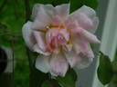 Nessie rose photo