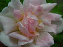 Nessie rose photo
