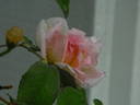 Nessie rose photo