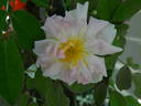 Nessie rose photo