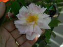Nessie rose photo