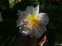 Nessie rose photo