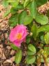 Elizabeth Lawrence rose photo