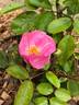 Elizabeth Lawrence rose photo