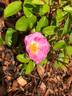Elizabeth Lawrence rose photo