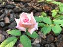 Rhodologue Jules Gravereaux rose photo