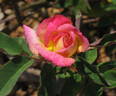 Tip-Top rose photo