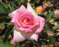 Tip-Top rose photo