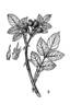 <i>Rosa karakalensis</i> Kult. rose photo