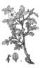 <i>Rosa pulverulenta</i> M. Bieb. rose photo