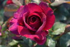 Great News rose photo