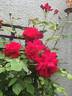 Souvenir de Claudius Denoyel rose photo