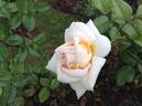 Rosière de France rose photo