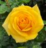 First Impression rose photo