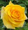 First Impression rose photo