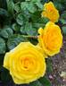 First Impression rose photo