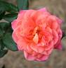 Psychedelic rose photo