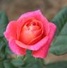 Psychedelic rose photo