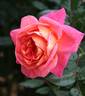 Psychedelic rose photo