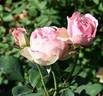 Morpheus rose photo