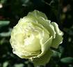 Morpheus rose photo