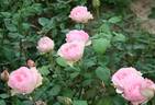 Morpheus rose photo