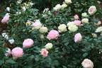 Morpheus rose photo