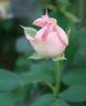 Morpheus rose photo