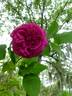 Souvenir du Président Lincoln rose photo