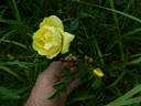 GAX1-72-1Hugonis rose photo
