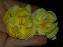 GAX1-72-1Hugonis rose photo
