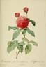 Enfant de France rose photo