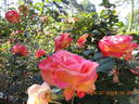 9-133 rose photo