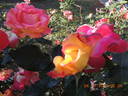 9-133 rose photo