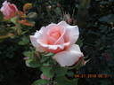 F-00-10 rose photo