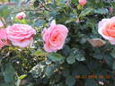 F-00-10 rose photo