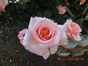 F-00-10 rose photo