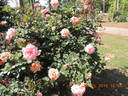 F-00-10 rose photo