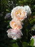 Erinnern rose photo